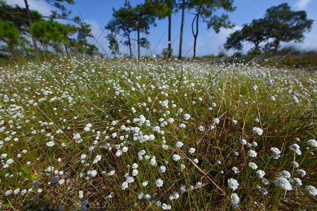 Pequena flor de botão branco espalhada por todo um campo