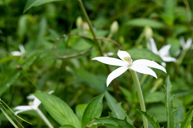 Pequena flor de pétalas brancas em meio a folhagem verde