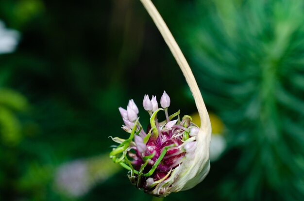 Pequena flor em um fundo verde