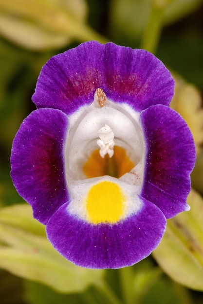 Pequeña flor de espoleta del género Torenia
