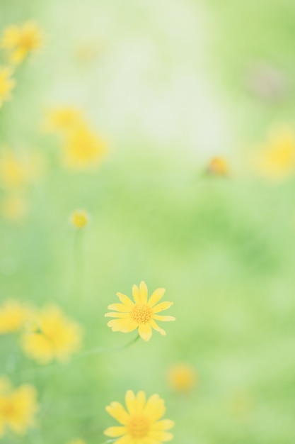 Pequeña flor de estrella amarilla en foco suave