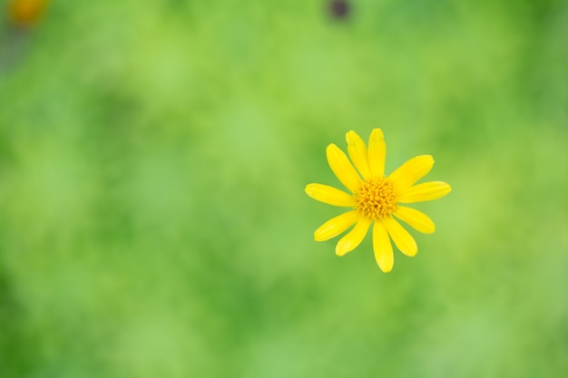 Pequeña flor de estrella amarilla en foco suave