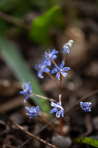 Una pequeña flor con flores azules.