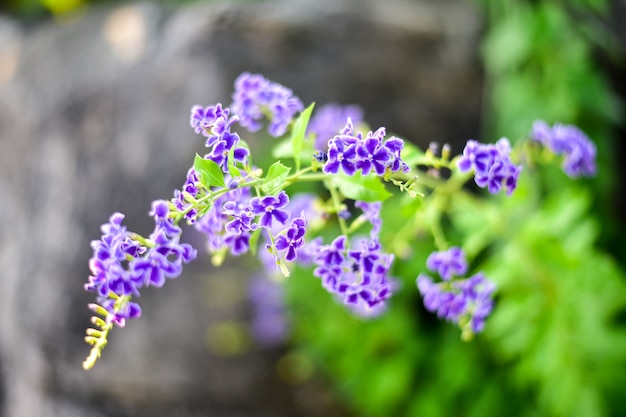 Foto pequeña flor en fondo verde