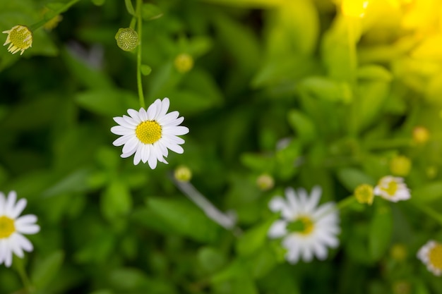 Pequeña flor de Margarita blanca con bokeh verde baclground