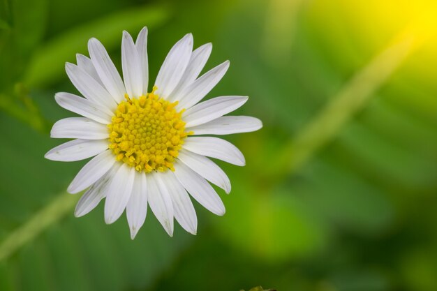 Pequeña flor de Margarita blanca con bokeh verde baclground