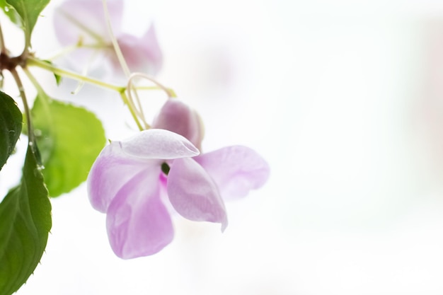 Pequeña flor morada de una planta casera