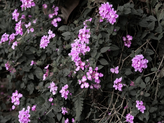 La pequeña flor morada