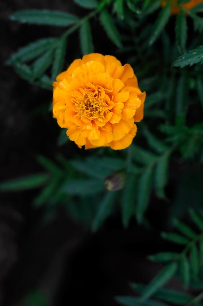 Una pequeña flor naranja está en el jardín.