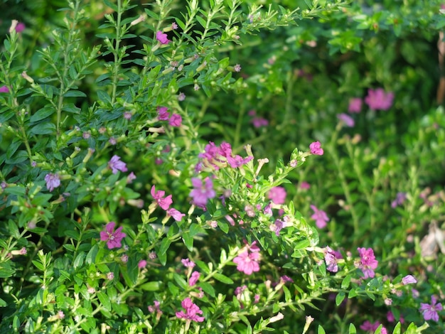 pequena flor no campo de vidro