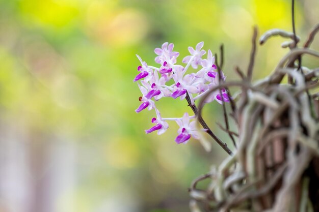Pequeña flor de orquídea en el jardín de orquídeas en invierno o primavera Flor de orquídea para el diseño de belleza y agricultura de postales Hermosa flor de orquídea en el jardín en plena floración en la granja