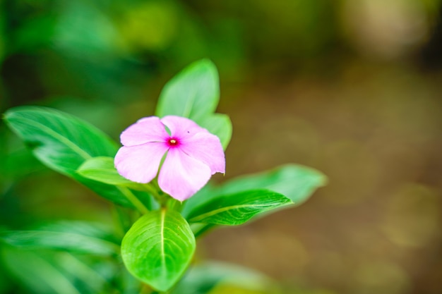 Pequeña flor en la rama de un árbol