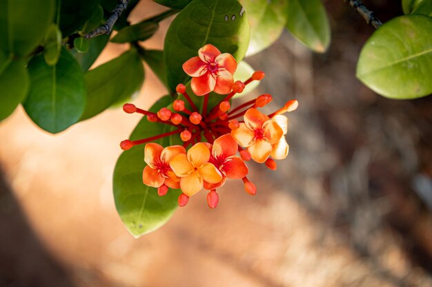 Pequeña flor roja y hojas verdes sobre un fondo marrón