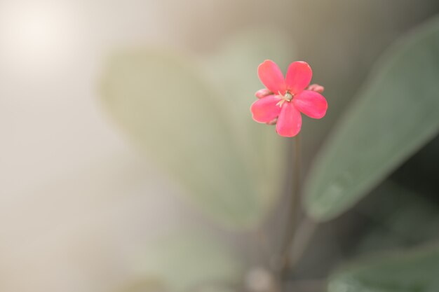 pequeña flor roja