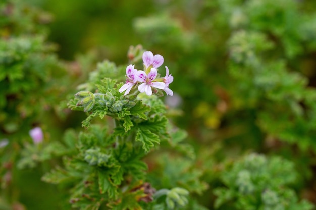 Una pequeña flor rosa con un centro blanco y un centro morado.