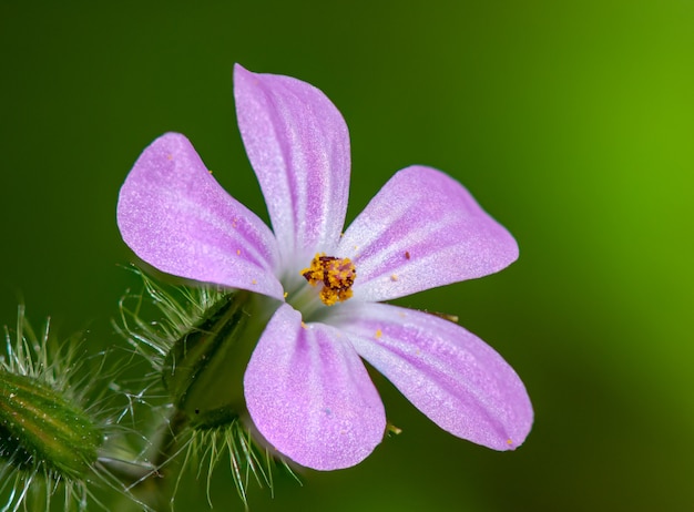 Foto pequena flor rosa de erva-robert