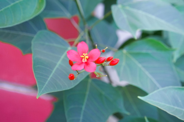 Pequeña flor rosa con hojas verdes y fondo viva magenta