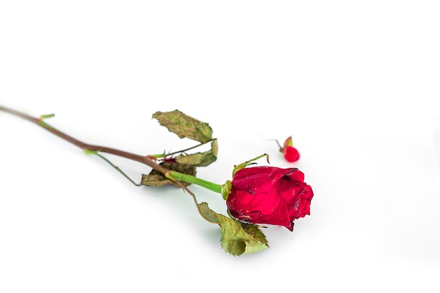 Pequeña flor rosa roja sobre fondo blanco.