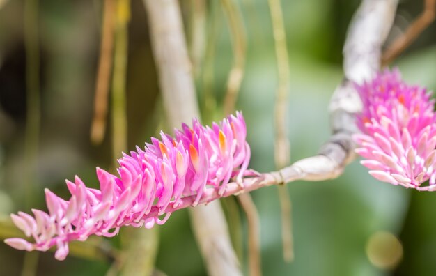 Pequena flor rosa