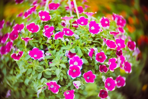 Foto pequeña flor rosa