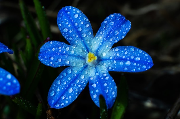 Pequena flor selvagem azul em gotas de close-up de água em um escuro