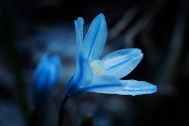 Pequena flor selvagem azul em gotas de close-up de água em um escuro