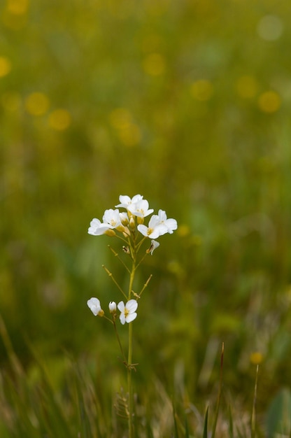 Pequeña flor silvestre blanca en la naturaleza