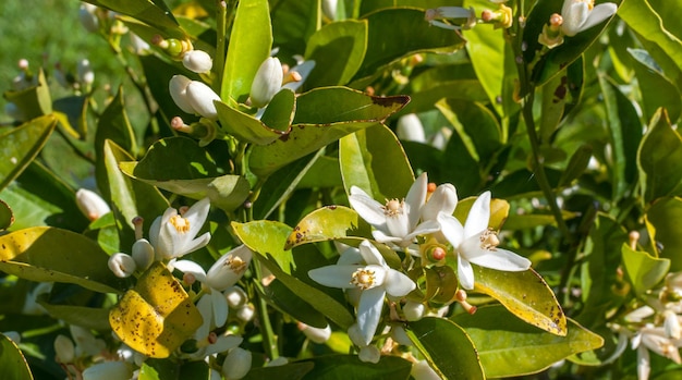 Pequeña flor en un soleado día de primavera