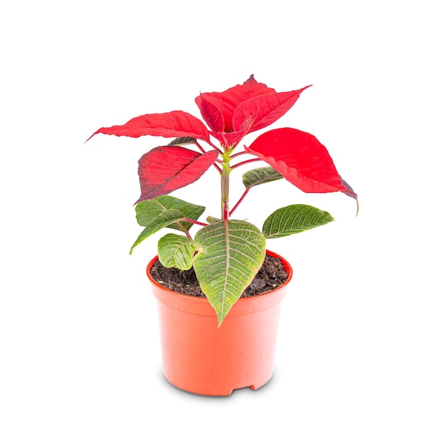 Pequena flor vermelha de poinsétia de Natal