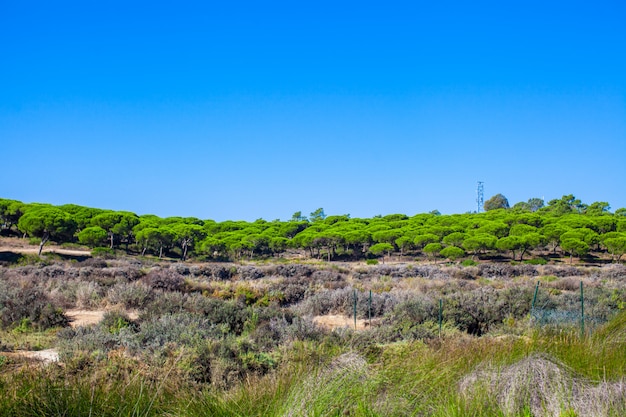 Pequena floresta no deserto europeu