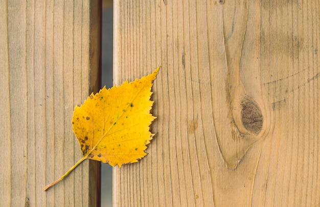Pequena folha amarela de outono na mesa de madeira