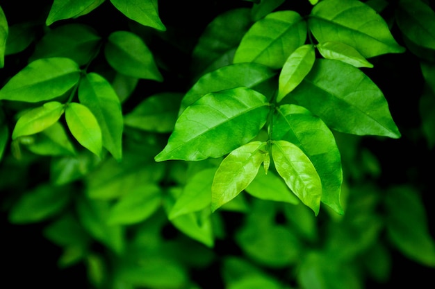 Pequena folha verde na natureza - closeup