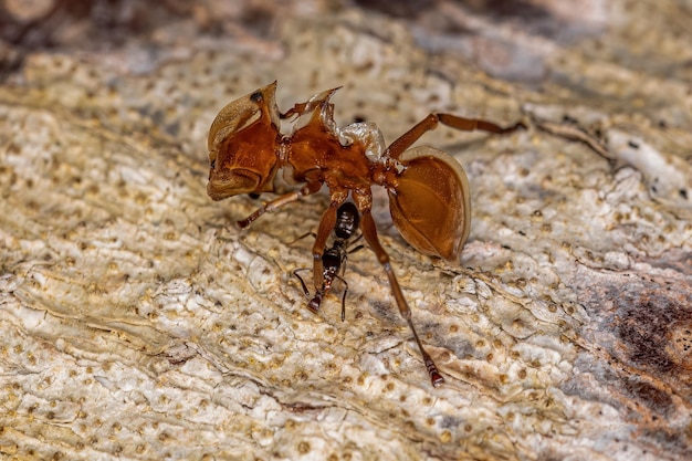 Pequena formiga leptomirmecina mordendo uma formiga tartaruga amarela adulta