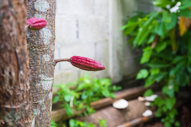 Pequeña fruta de cacao joven en el árbol de cacao