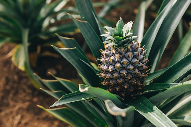 Pequeña fruta de piña en un invernadero Piña madura brillante y sabrosa entre follaje tropical Fruta exótica natural