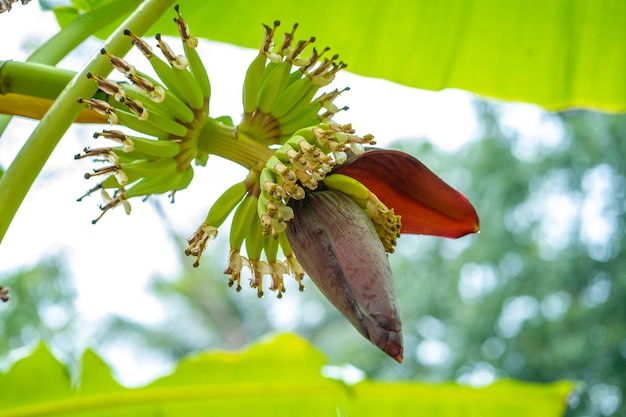 Pequeña fruta de plátano verde en un árbol en la selva.