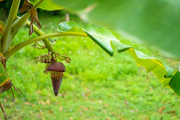 Pequeña fruta de plátano verde en un árbol en la selva.