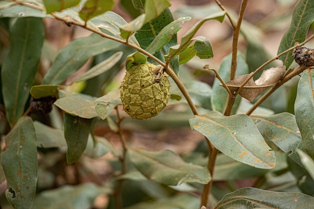 Pequeña fruta silvestre