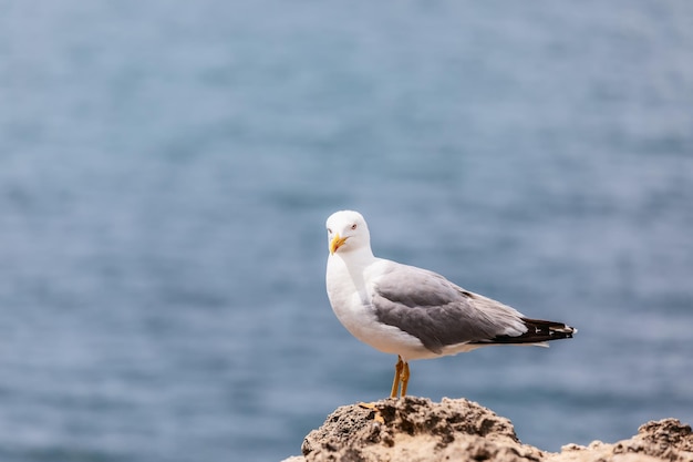 Pequena gaivota prateada curiosa nas rochas ao longo da cidade de Biarritz olha para o fotógrafo