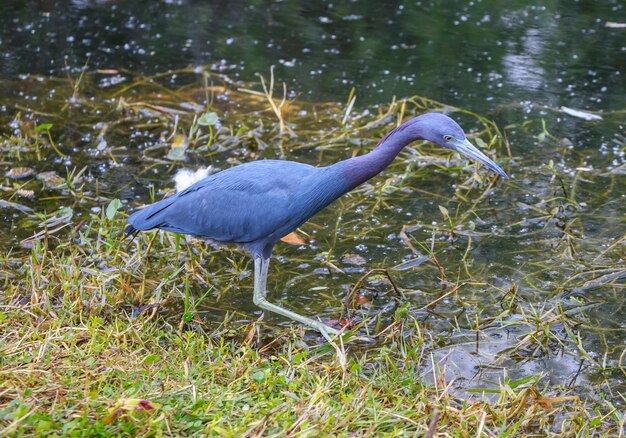 Foto pequena garça azul empoleirada nas águas rasas do parque nacional de everglades