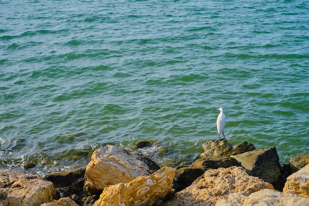 Una pequeña garza está de pie y cazando en la orilla del mar Pequeña garza blanca lat Egretta garzetta mirando peces en las aguas poco profundas de la bahía