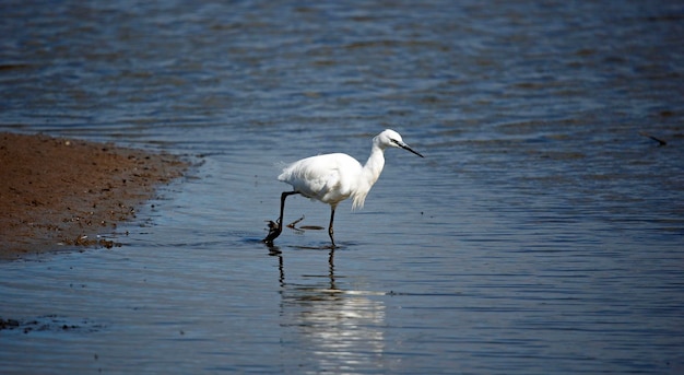 Pequeña garza pescando a lo largo de la orilla del lago