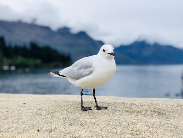 Pequeña gaviota común de pie sobre una piedra con el lago borroso en el horizonte