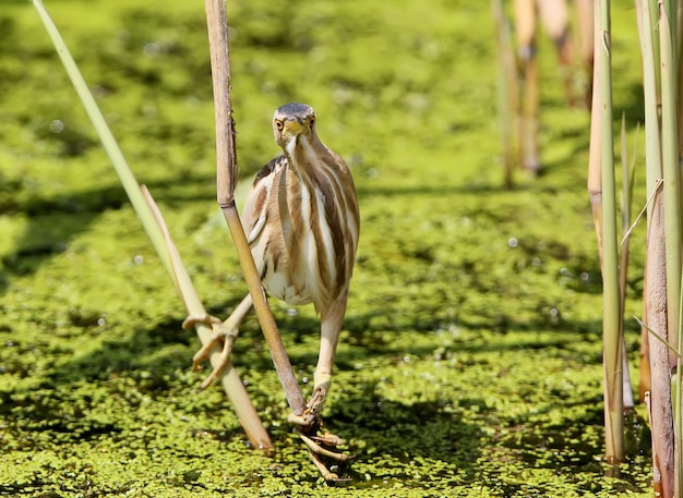 Una pequeña hembra de avetoro se sienta en aredd en un estanque de hierba verde