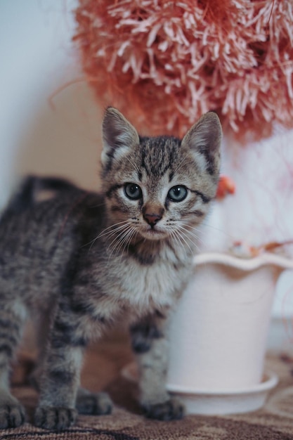 Una pequeña y hermosa gatita de casa gris a rayas con grandes ojos azules posando.