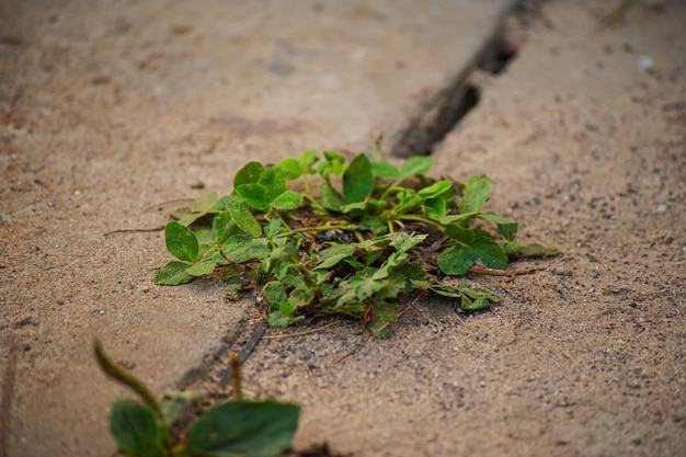 Pequeña hierba verde en el pavimento de cemento o piso de concreto