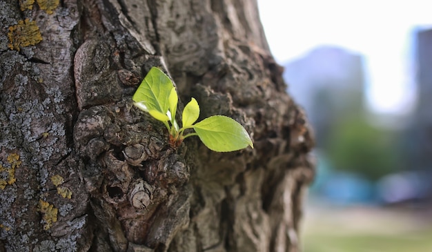 Pequeña hoja nueva en el árbol