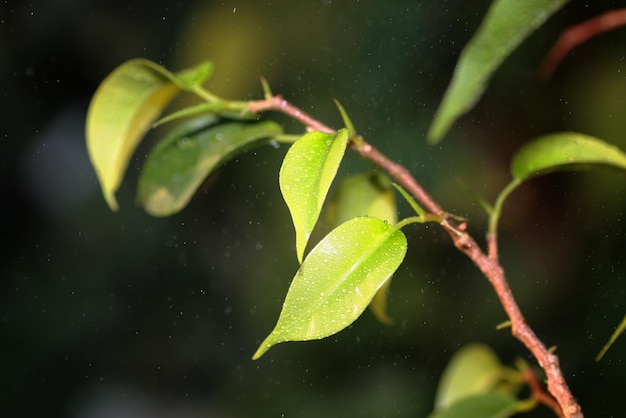 Pequeña hoja en una rama