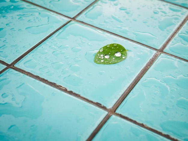 Pequeña hoja verde mojada en azulejos azules