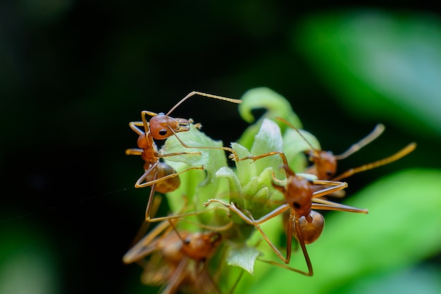 Pequeña hormiga roja en el árbol